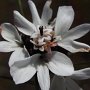 Rosin Weed (Calycadenia multiglandulosa): This sticky flower is native to California alone.